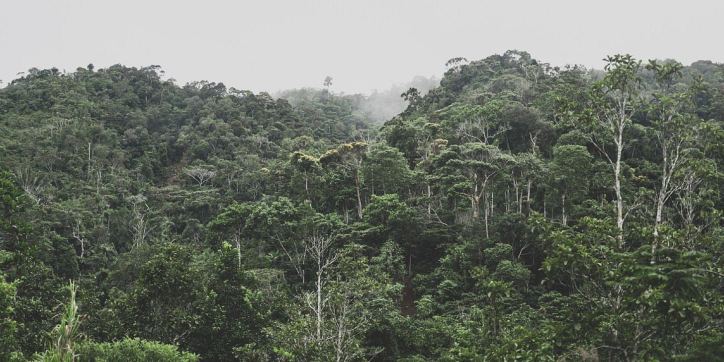 rainforest canopy