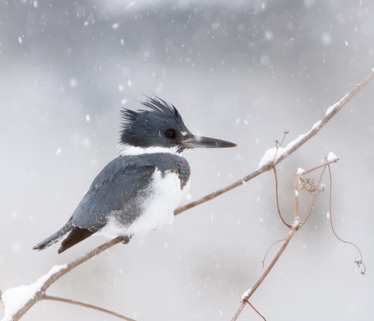 A male kingfisher sits on a snowy branch, puffed up against the falling snow