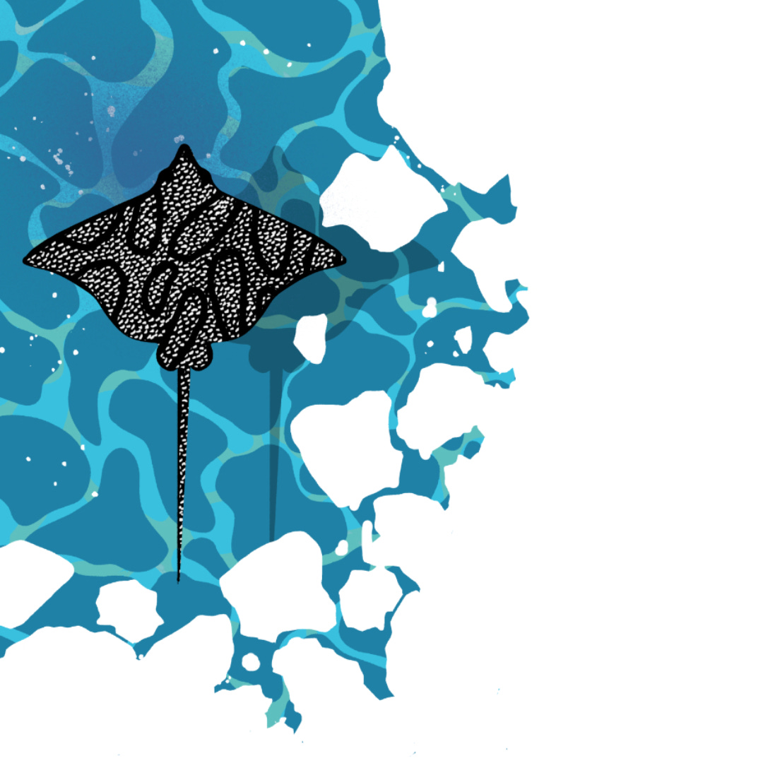 black manta ray illustration swimming in blue water from the book 090 due bucanieri per un galeone