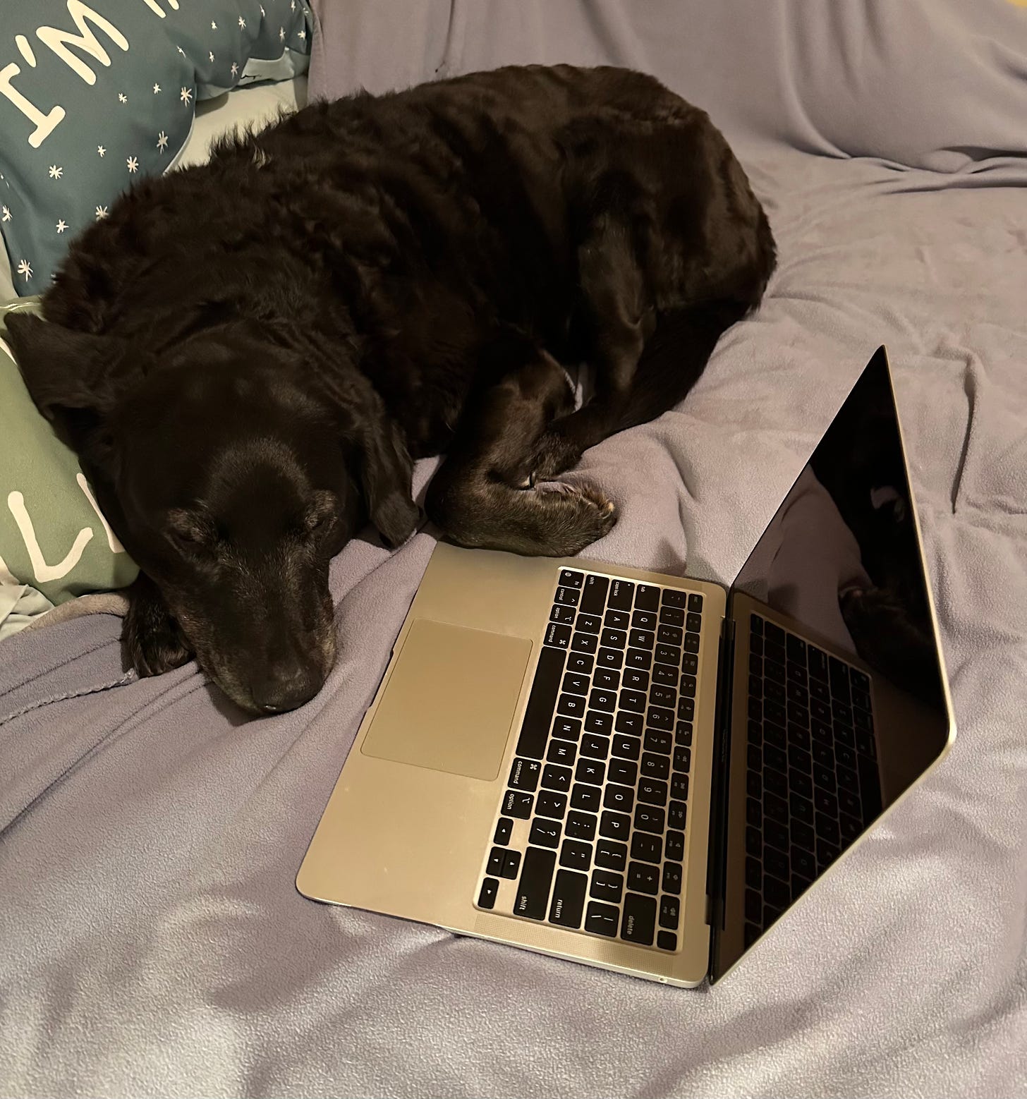 Ande the black lab lays next to my laptop on the bed with a light blue blanket and two pillows.