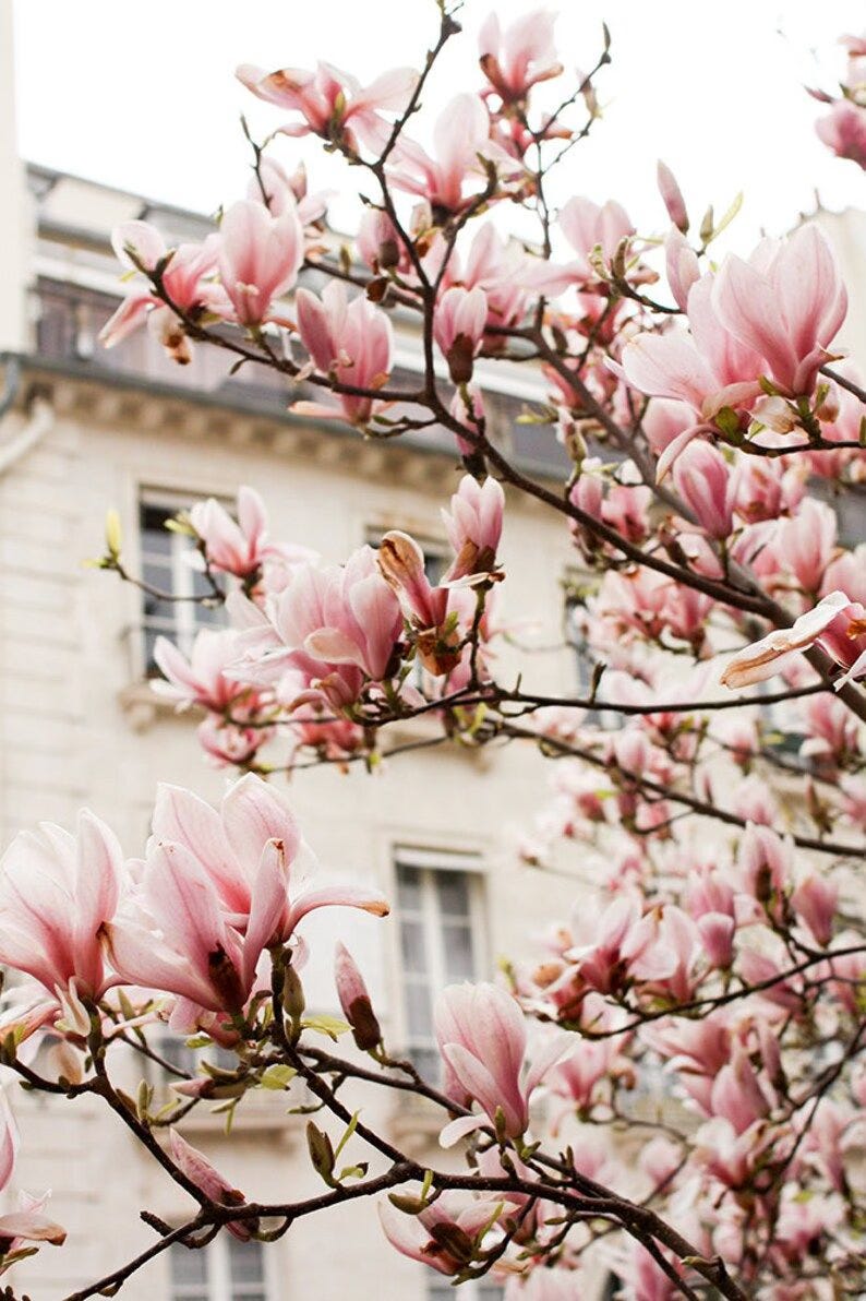 magnolia tree in bloom