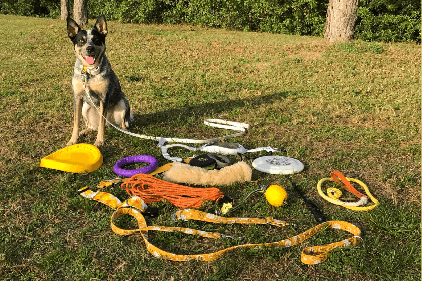 Scout the Australian cattle dog sitting near some of our favorite dog training and ownership gear like collars, leashes, and toys