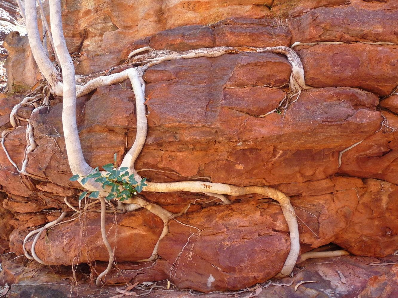 Ficus platypoda [Desert Fig - Trunk - ATLAS].jpeg