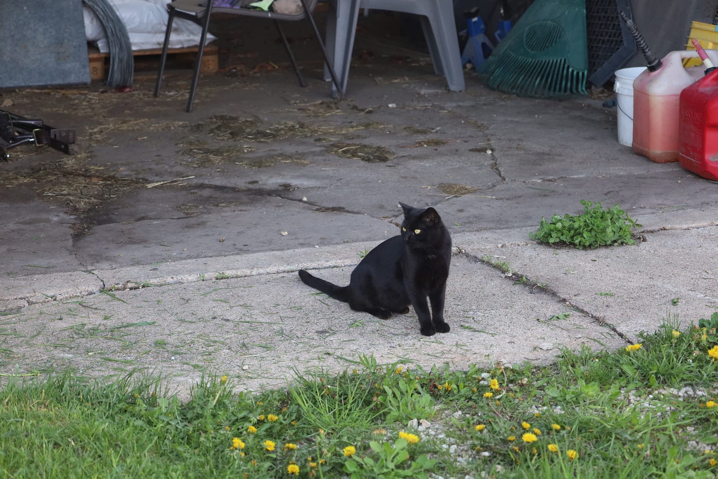 Another Farm Supervisor at the Genuine Faux Farm