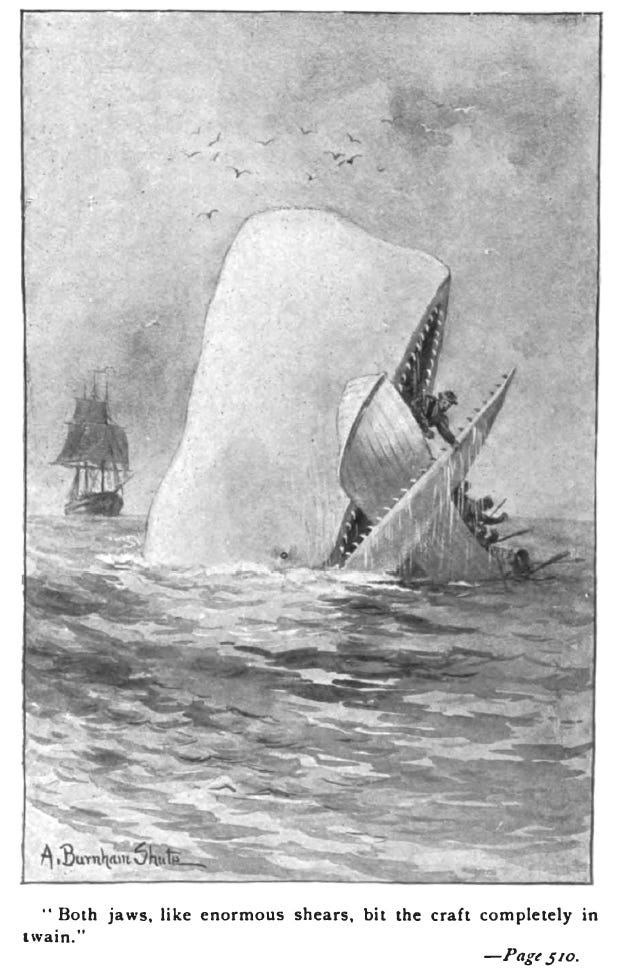 Moby Dick (whale) - Wikipedia