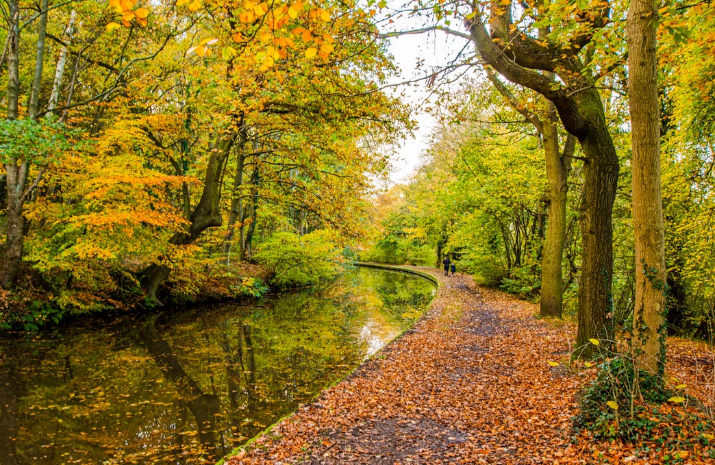 Autumnal colours along the Trent and Mersey Canal near Hopwas, November 2020 © Steven Cheshire, Transforming the Trent Valley 2020