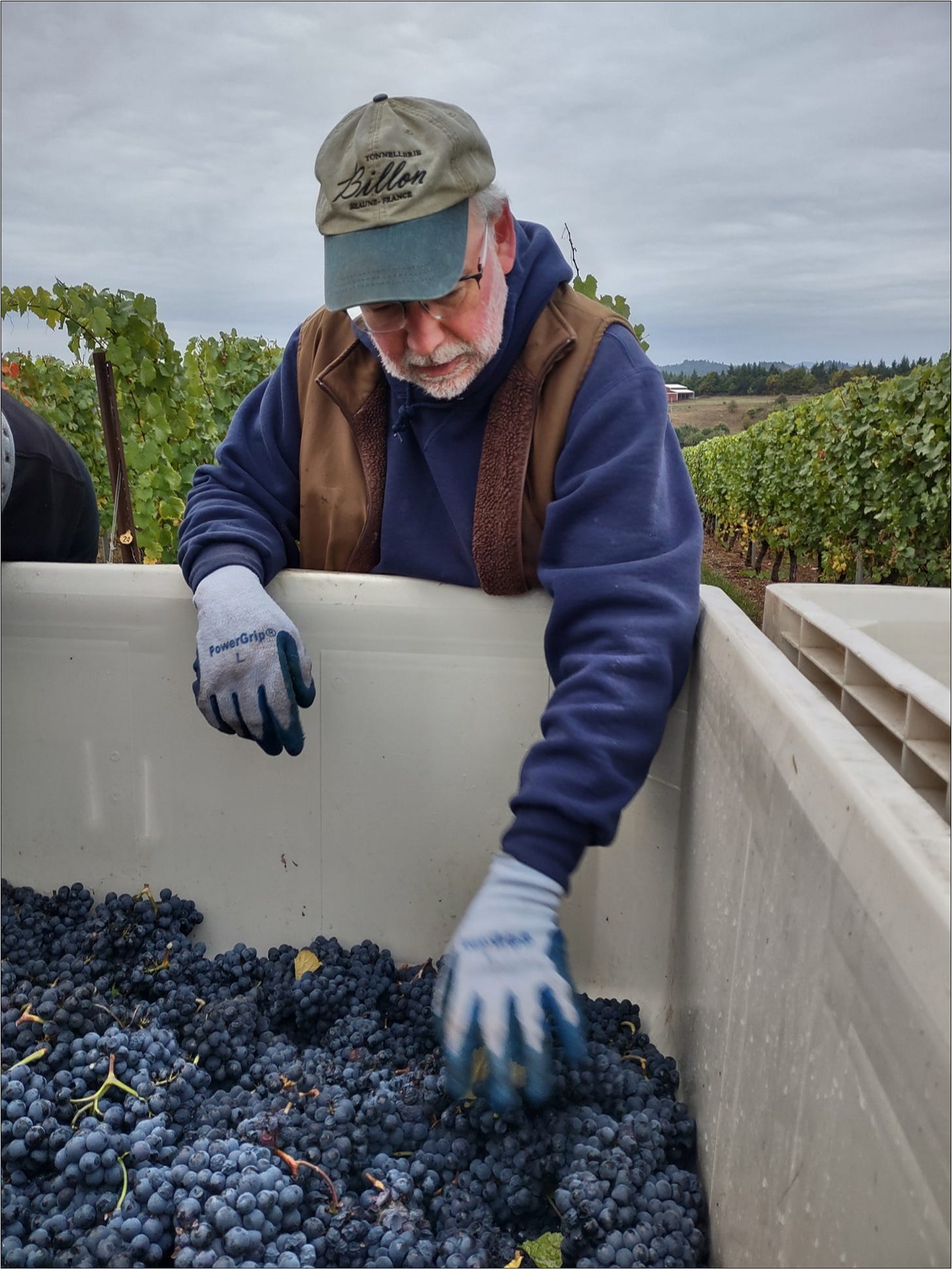 Pre-winemaking. Ernie sorting hand plucked Pinot Noir wine berries in situ.