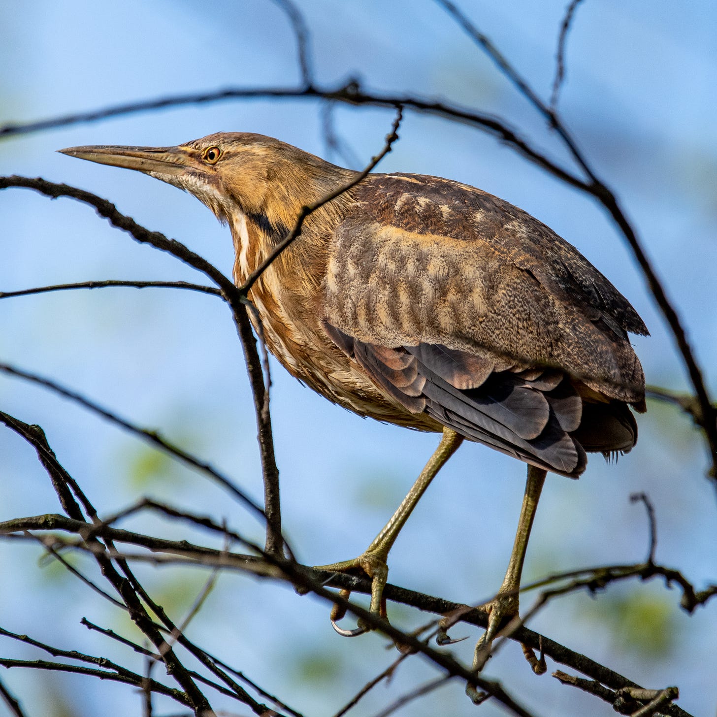 An American bittern in profile, facing left, perched in bare, thin branches that almost seem to curve around and along its fat belly and long, thin beak
