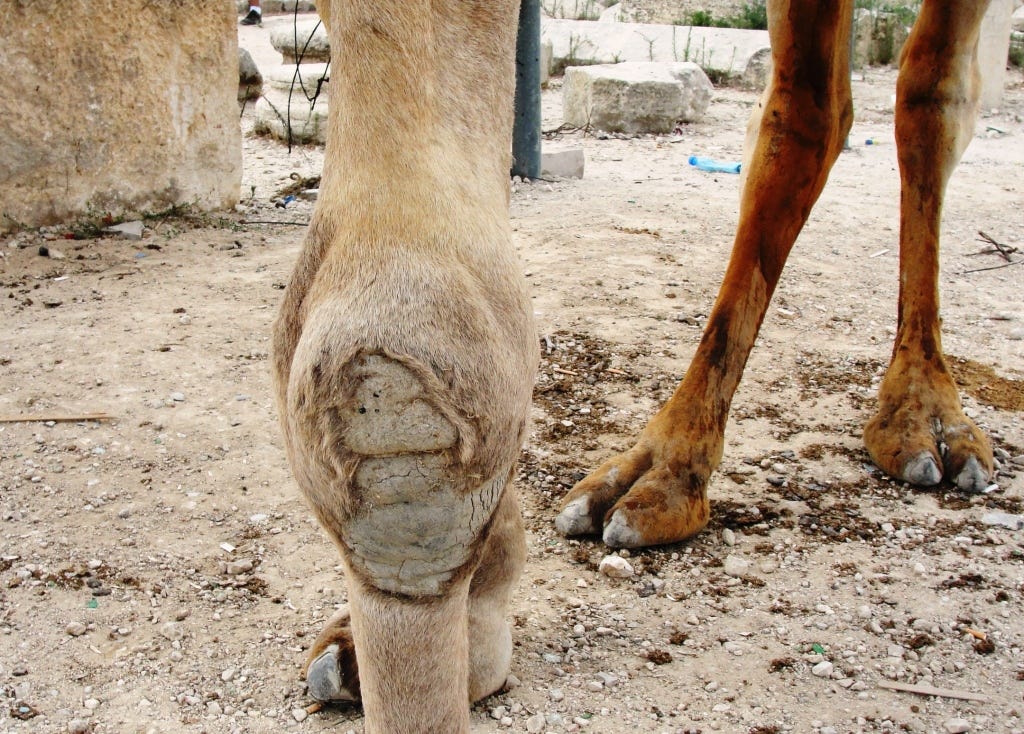 Camel Knees | Braman's Wanderings