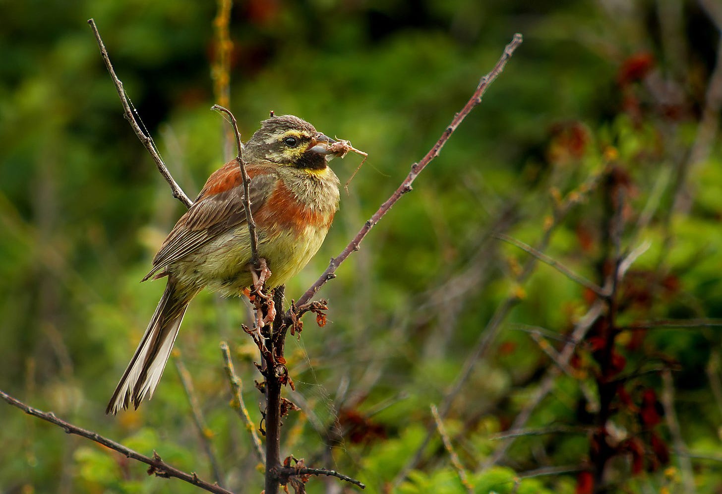Adult male cirl bunting - yellow, black and rust-orange coloured bird - sitting on a twig with a large invertegrate in its beak