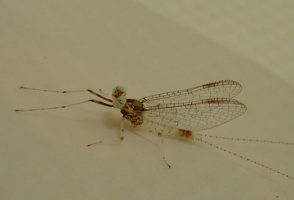 Mayfly 