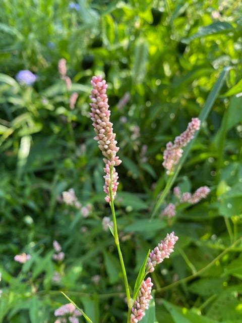 Smartweed blooms