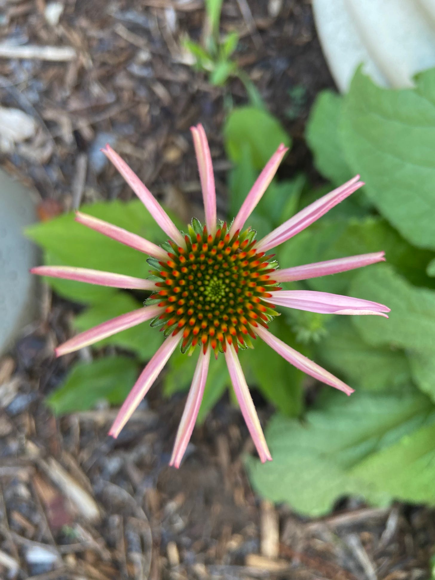 coneflower with a swirling center and nearly open petals