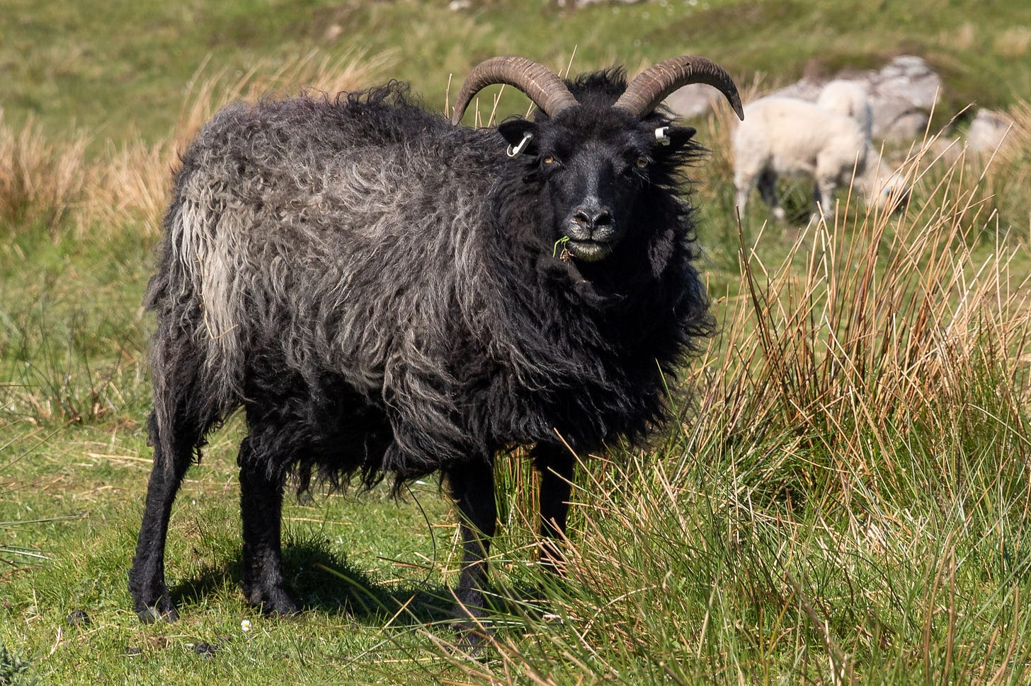 Hebridean sheep © Felicity Martin