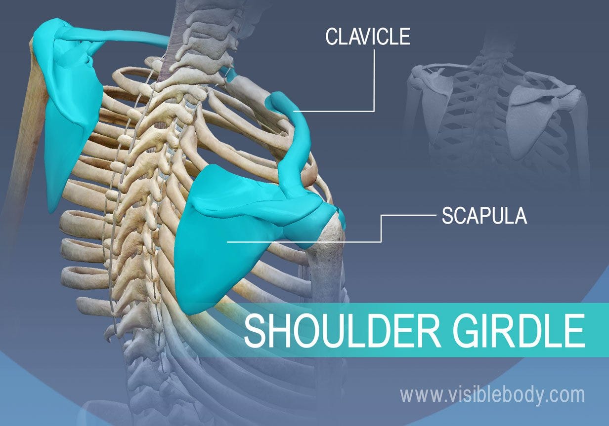 Appendicular Skeleton | Learn Skeleton Anatomy