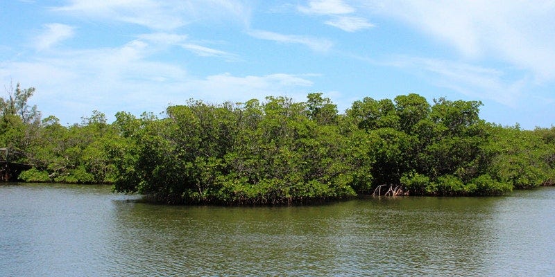 Mangroves on the coast of a river