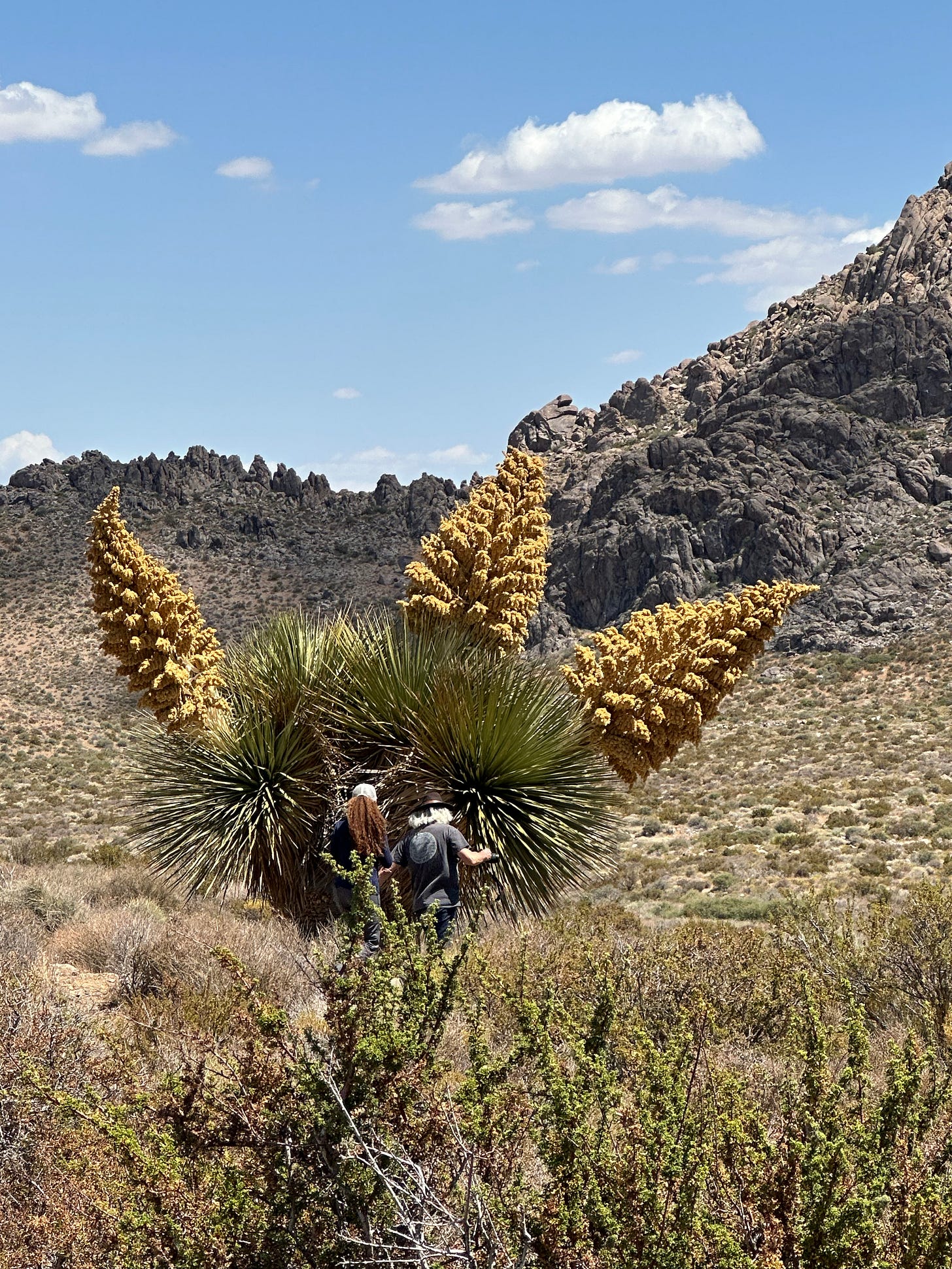 two people standing in front of a giant nolina, a most impressive desert plant