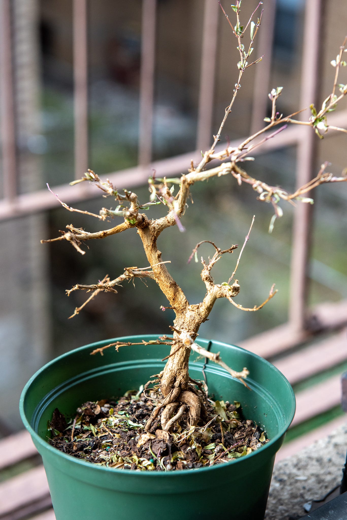 ID: Another view of the tree, showing a more elegant trunkline