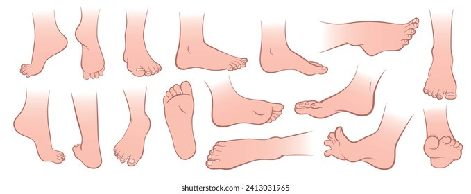 Foot Anatomy Photos, Images & Pictures | Shutterstock