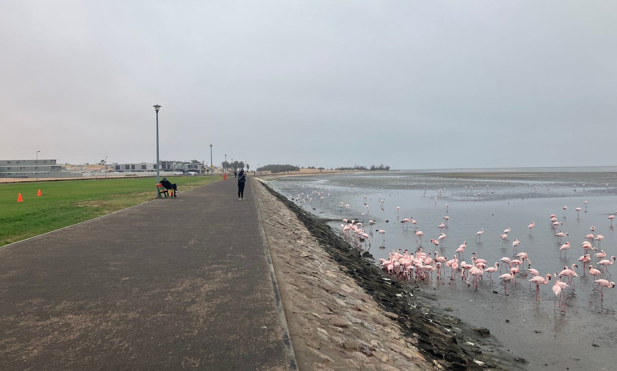 A raised tarmac path next to the lagoon. Lots of flamingos are in the lagoon.