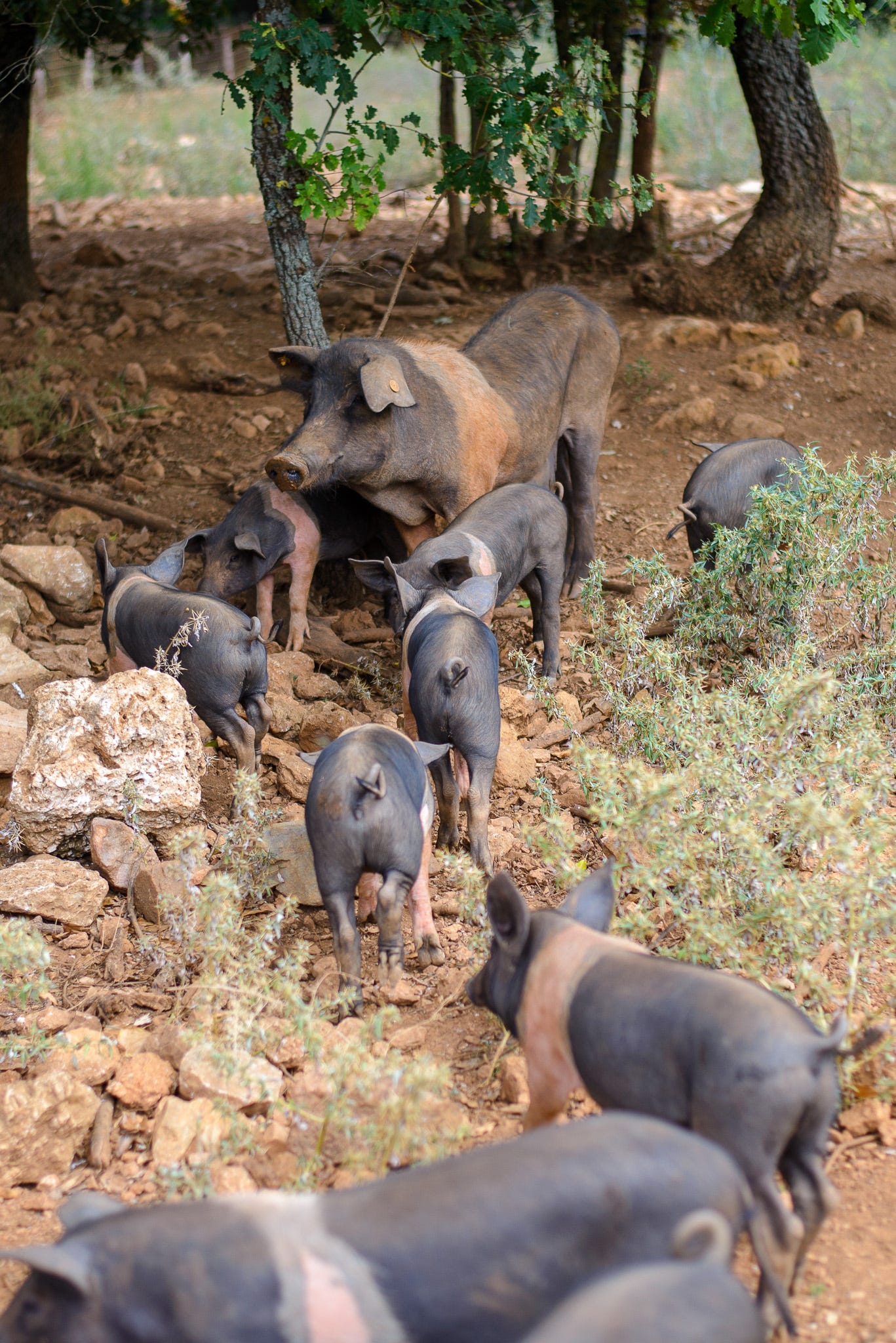 Cinte Senese pigs in Tuscany