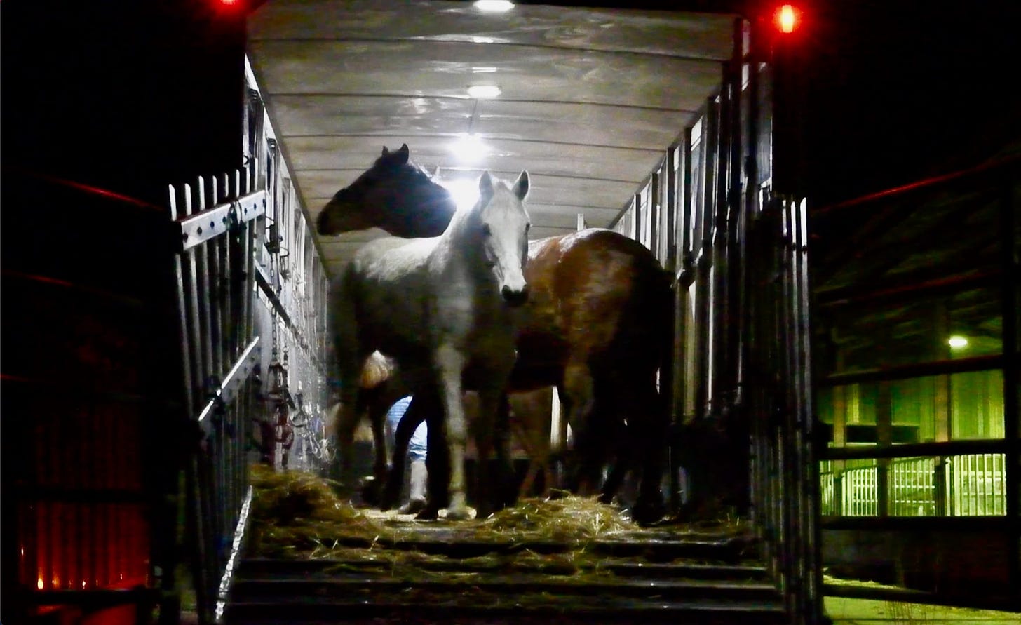 175 Horses from the racing industry sent to slaughter in England in 2023
