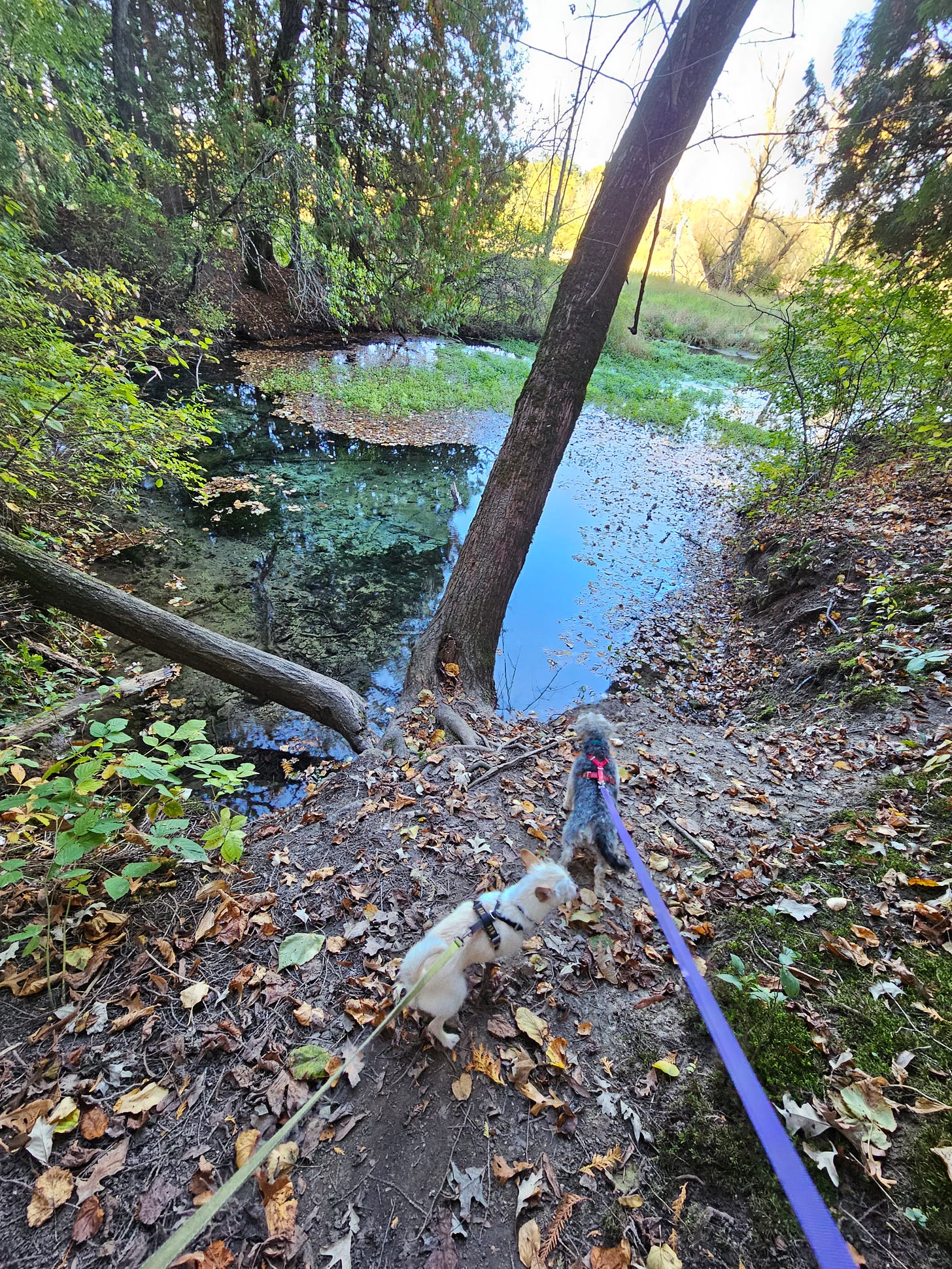 Two small dogs on leashes stand on near the edge of the steep bank overlooking clear blue waters of a spring. Some fall leaves are floating on the water.