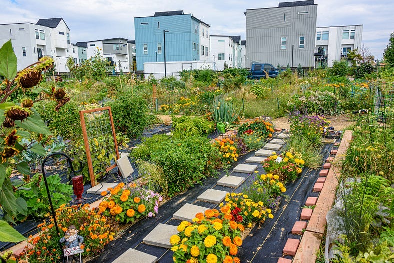 vegetable gardens among apartment buildings