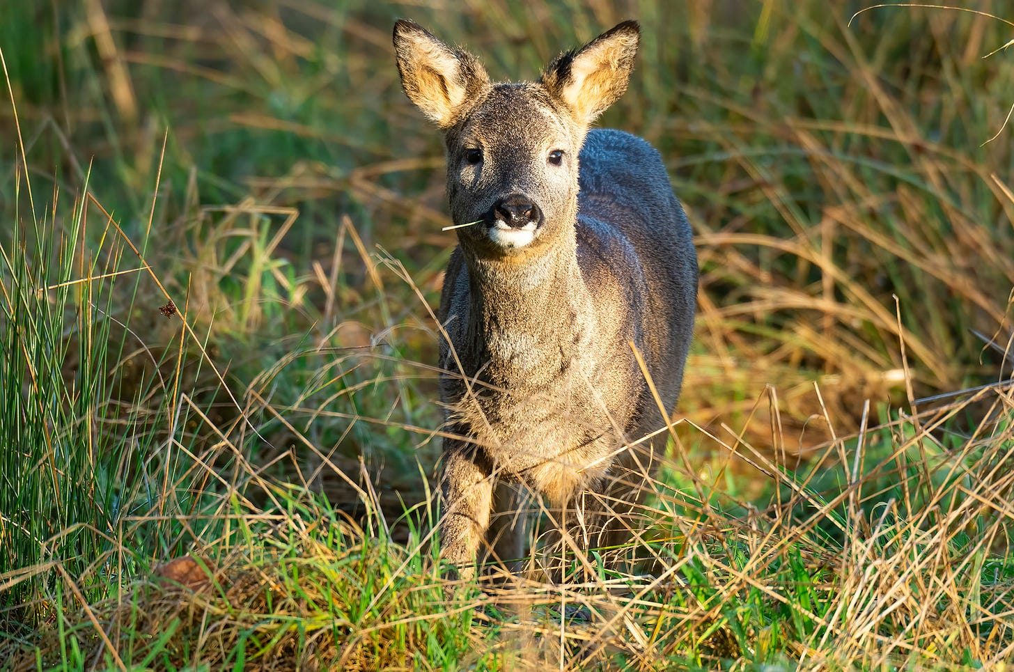 Photo of a young row deer standing in long grass