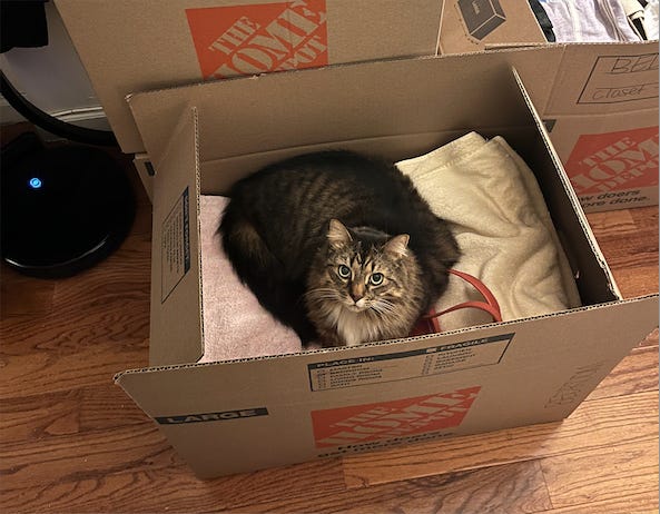 Photo of giantic tabby brown cat sitting on towels in an open moving box.