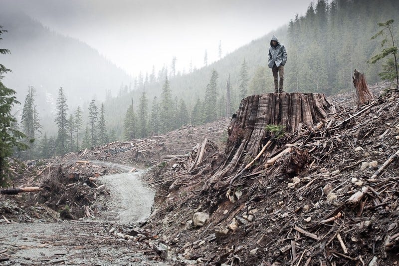 About Clearcutting | Sierra Club