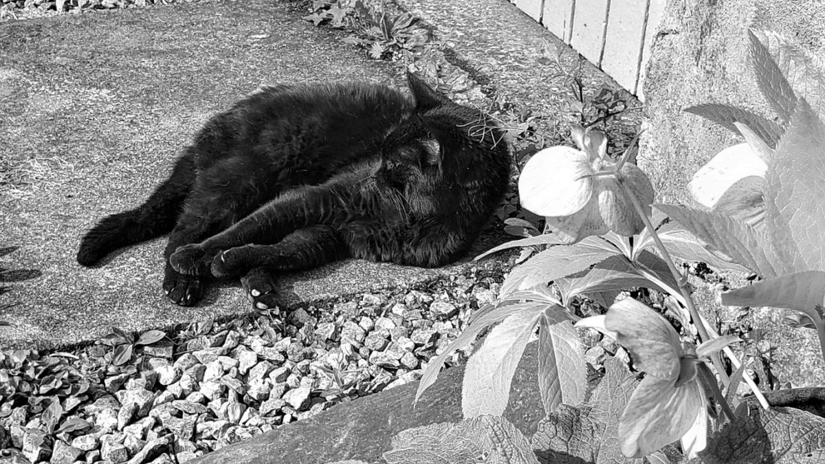 A black cat relaxes in the sun with a plant in the foreground