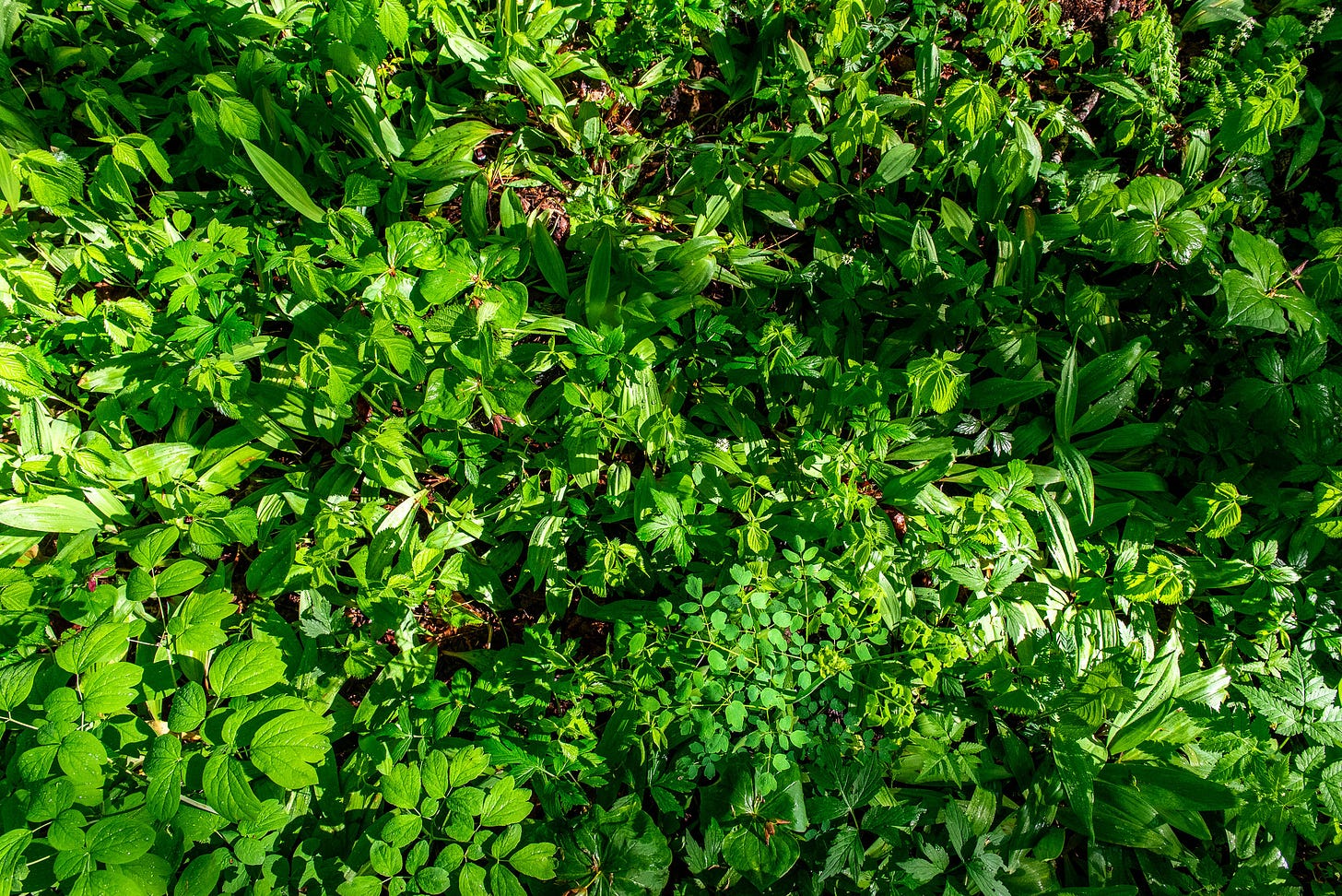 ID: Top-down view of forest floor covered in young plants