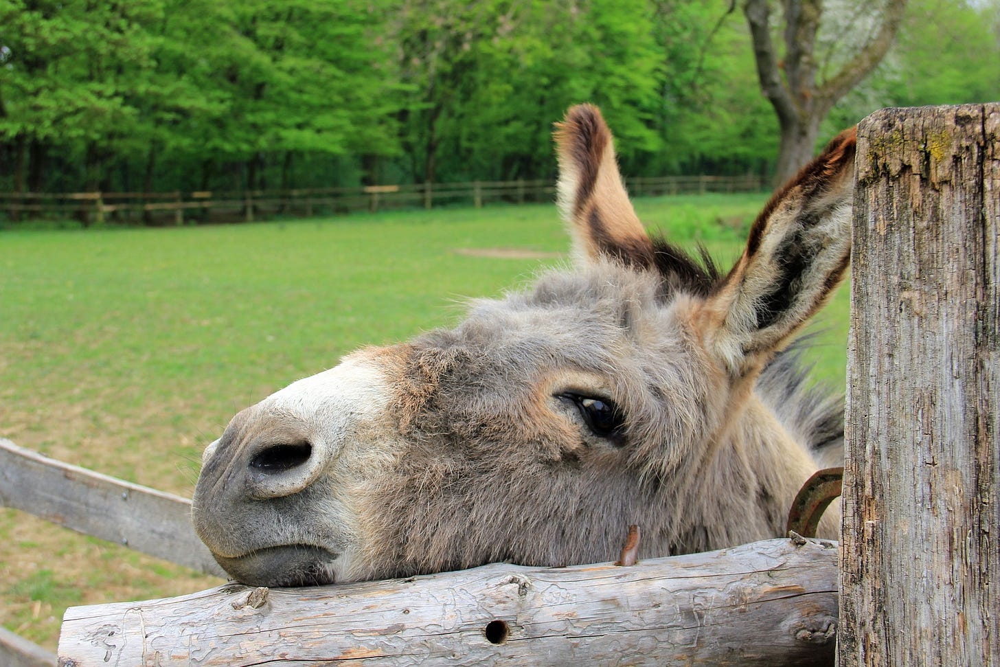 Donkey with a sweet face