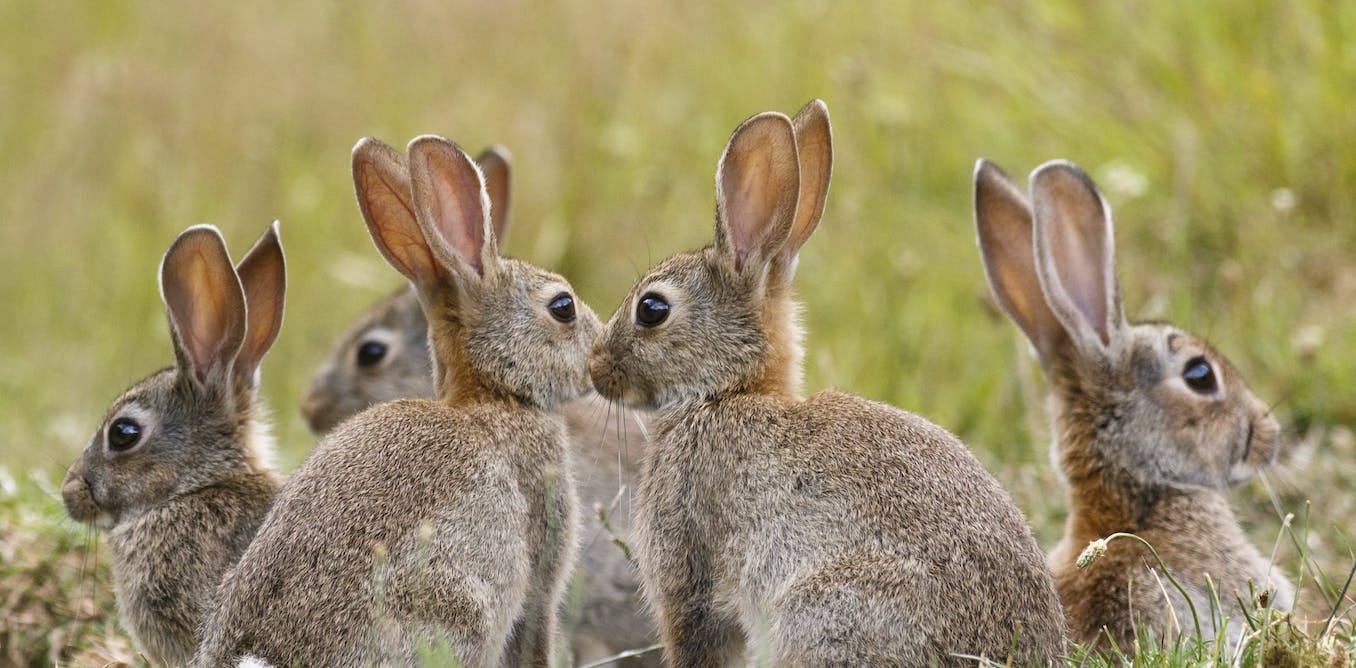 A numbers game: killing rabbits to conserve native mammals