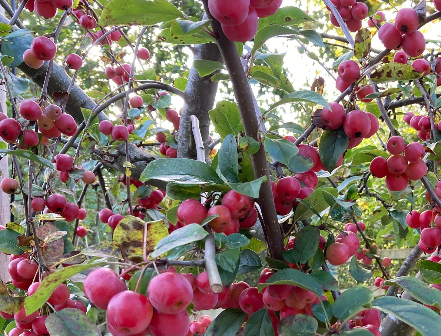 rose red crab apples on branches