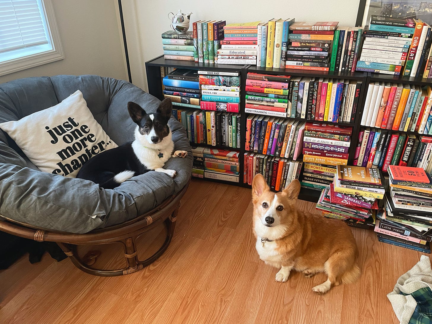 a photo of Dylan, a red and white pembroke welsh corgi, sitting on the floor in front of over-stuffed bookshelves. Gwen, a black and white cardigan Welsh corgi, sitting in a gray chair to the left.