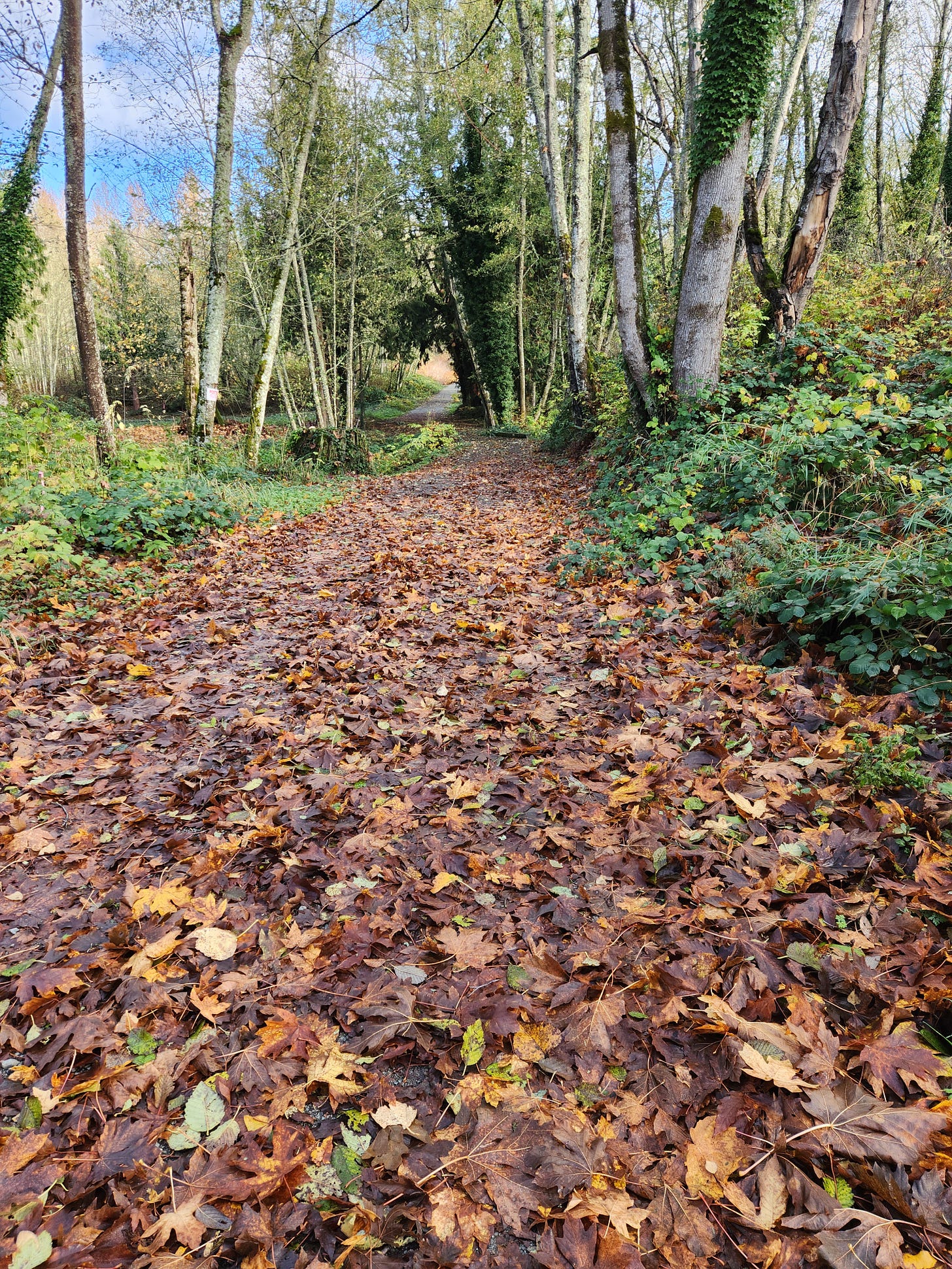 pathway through trees, covered in fallen leaves