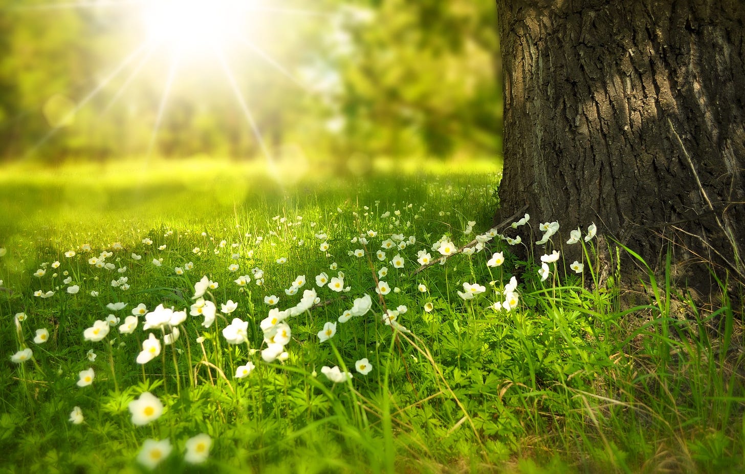 A patch of yellow-centered white flowers surrounds a tree trunk as the sun shines through the trees in the distance.