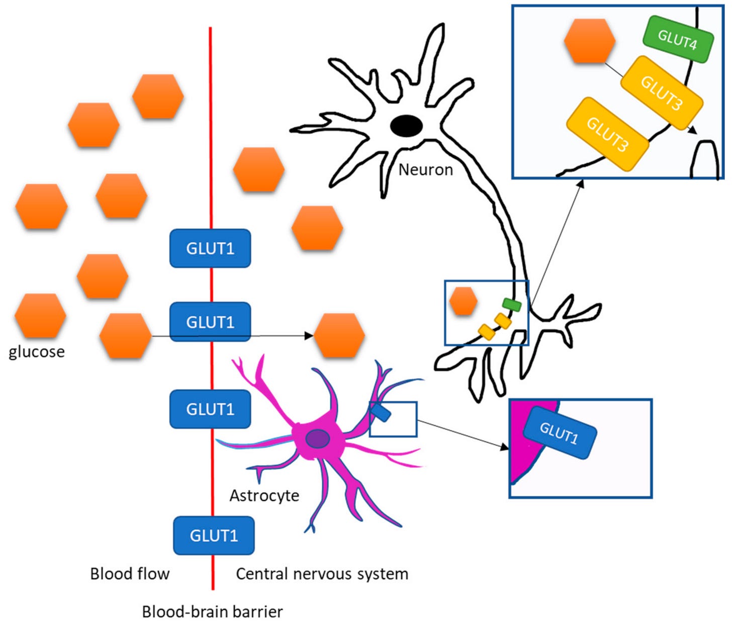 Brain Glucose Metabolism in Health, Obesity, and Cognitive Decline—Does  Insulin Have Anything to Do with It? A Narrative Review