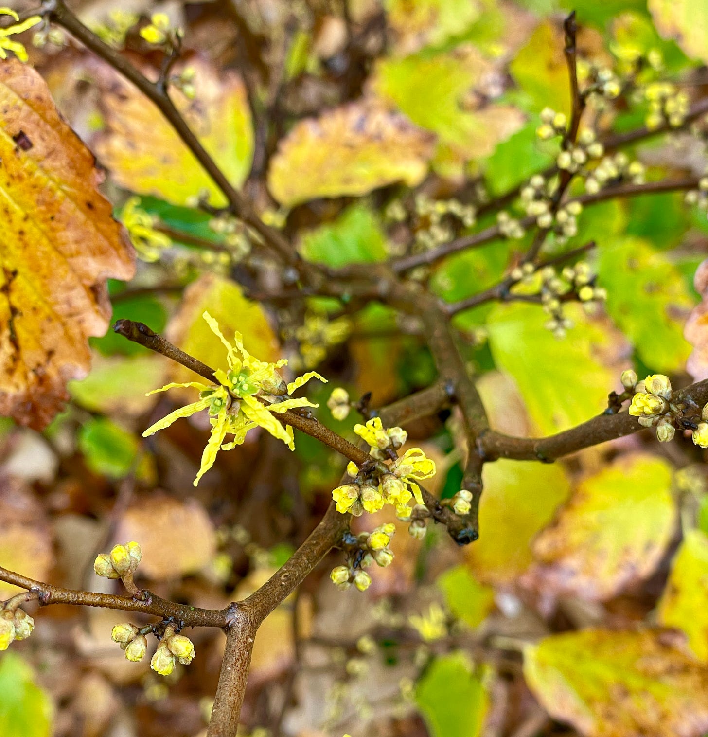 Hamamelis ‘Ice Queen’ flowering today with its foliage still turning.