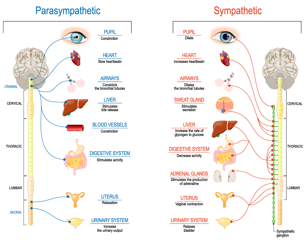 An Introduction To The Sympathetic and Parasympathetic Nervous System