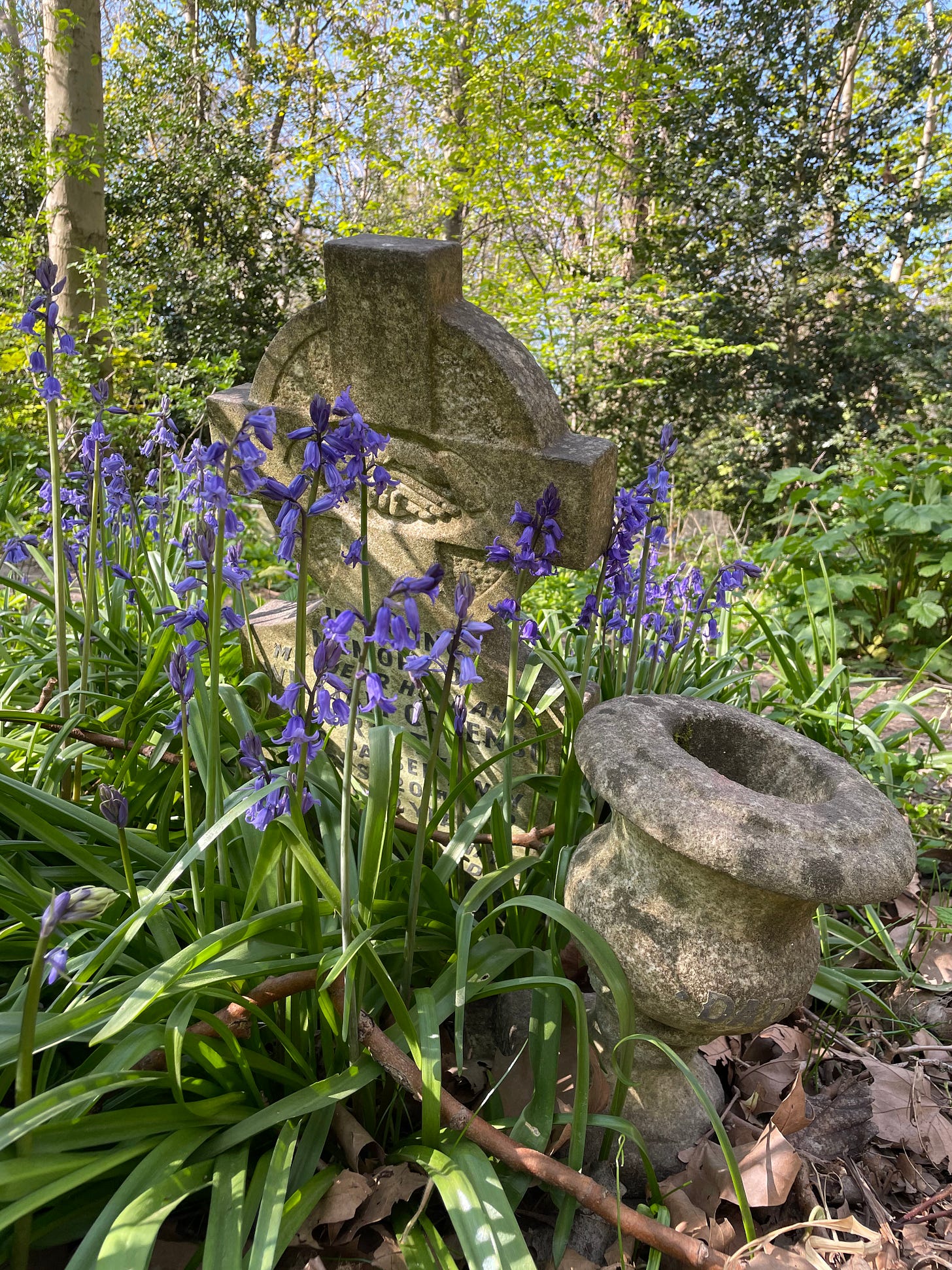 A gravestone and ornamental stone urn hidden behind bluebells