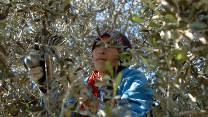 A Tunisian woman picks olives, 22 December 2007, in Sabbalet Ammar near Tunis. 5 percent of the world olive trees grow around the Mediterranean, Spain dominating the industry followed by Italy and Greece. Tunisan olive oil has improved in the recent years following heavy investments and has reached Spanish prices according to industry officials. AFP PHOTO / FETHI BELAID (Photo credit should read FETHI BELAID/AFP/Getty Images)