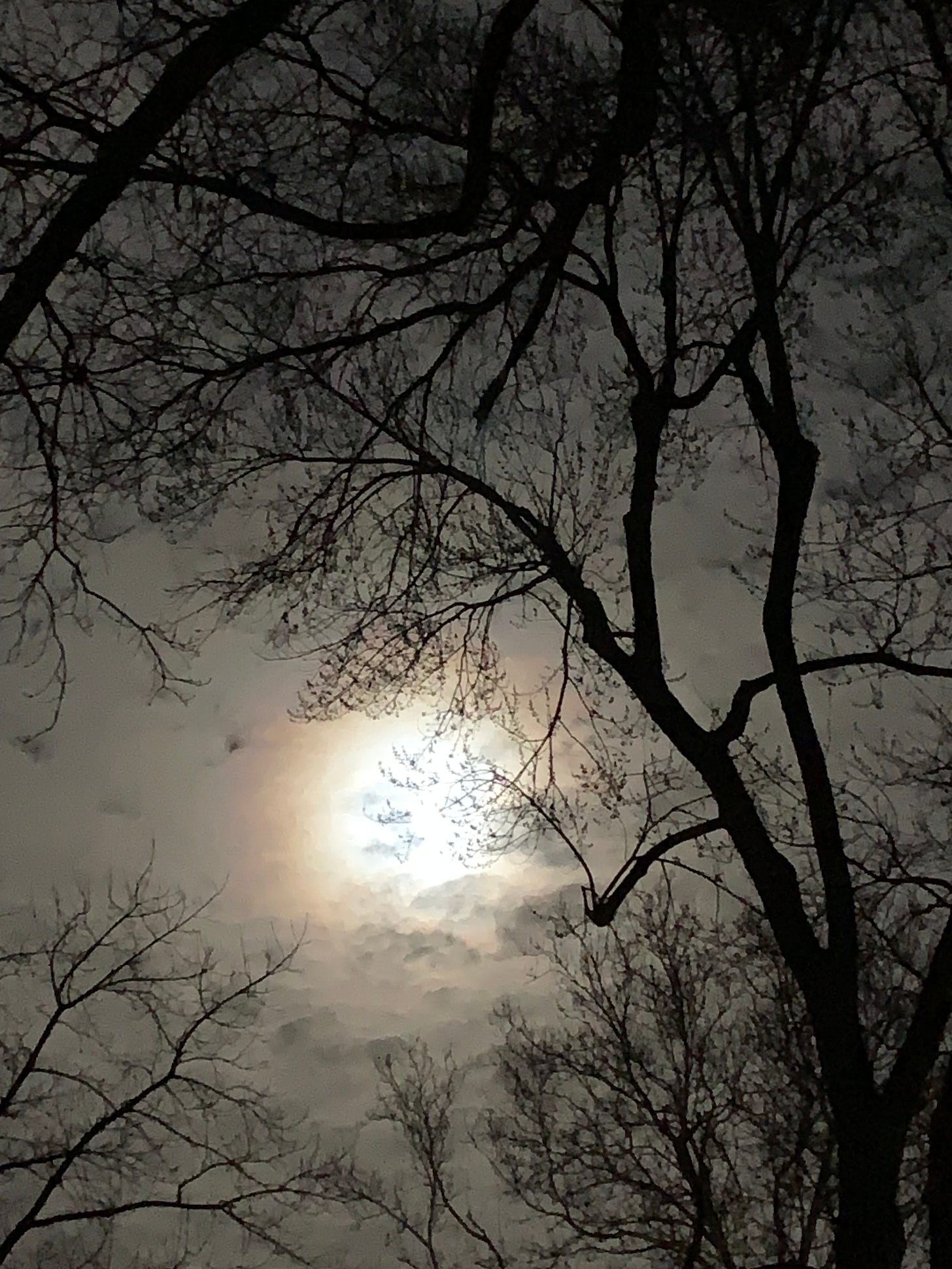 clouds nearly obscure a full moon behind bare trees