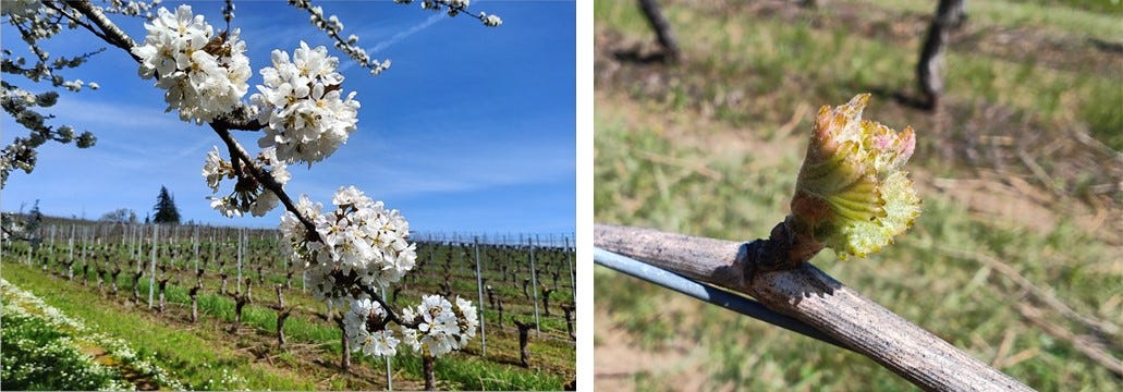 Montmorency cherries in bloom and Pinot Noir bud break.