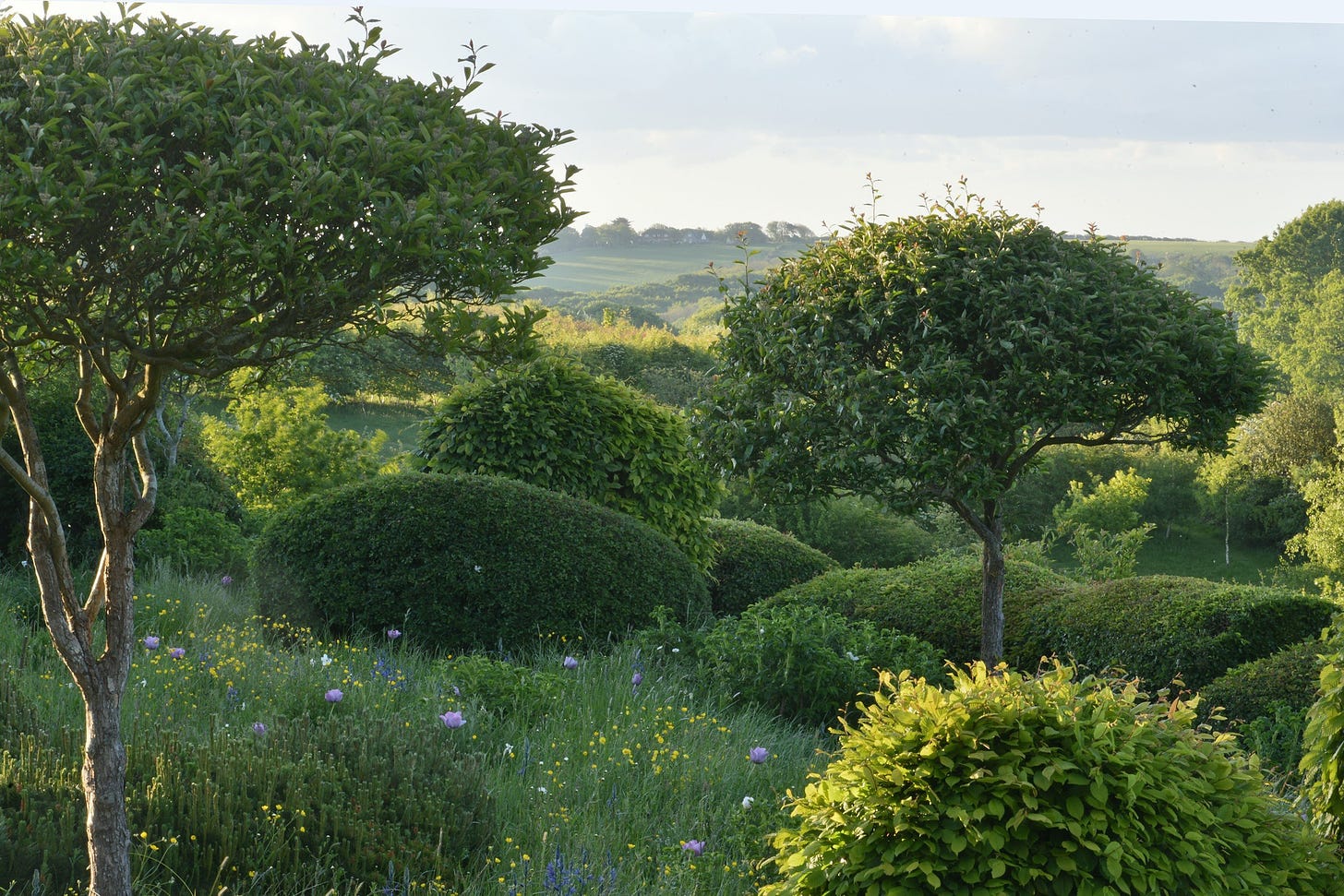 A garden with a beautiful view