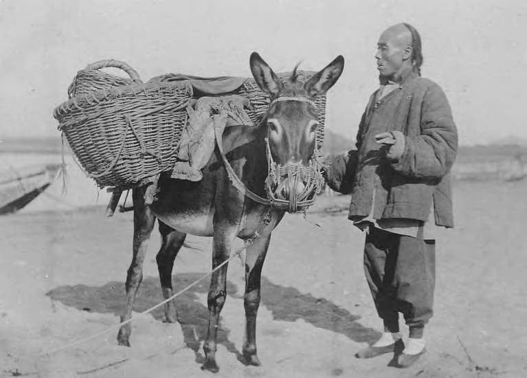 This undated photograph from the early 1900s shows a donkey carrying cargo in China.