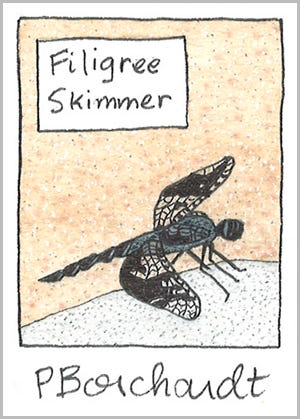 Filigree Skimmer, detail from Tucson Yard Journal ~ August (pen & watercolor)