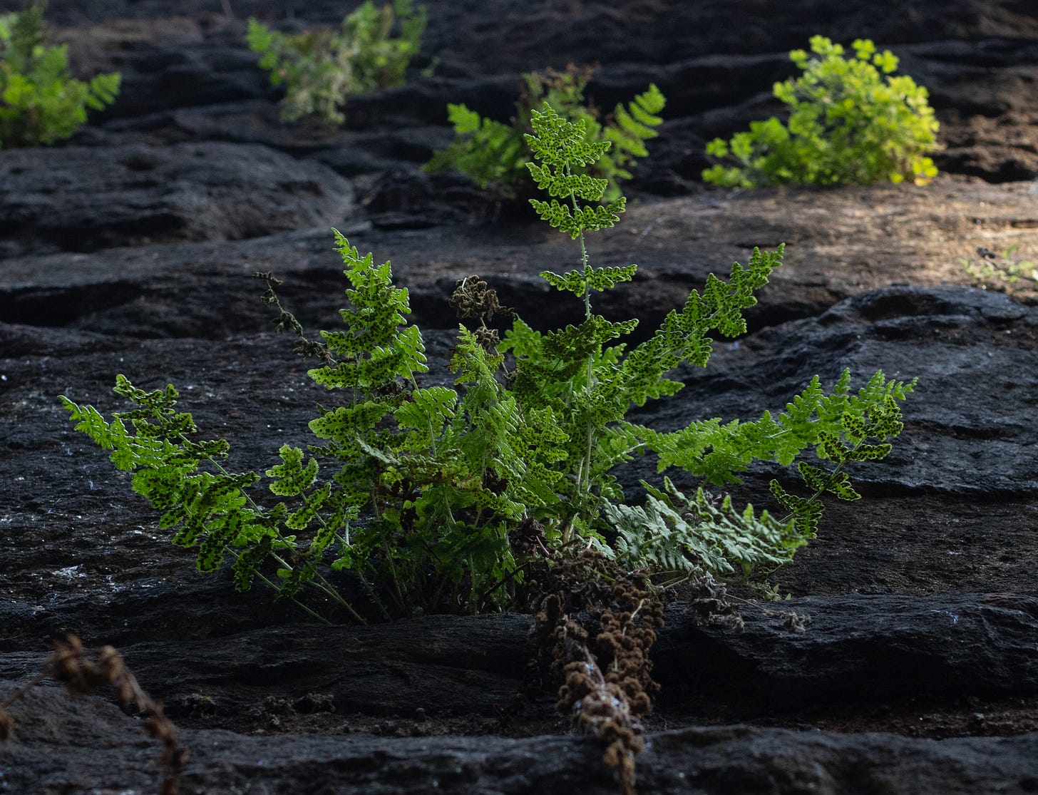 a fern growing from a rock wall with more blurry ferns in the background